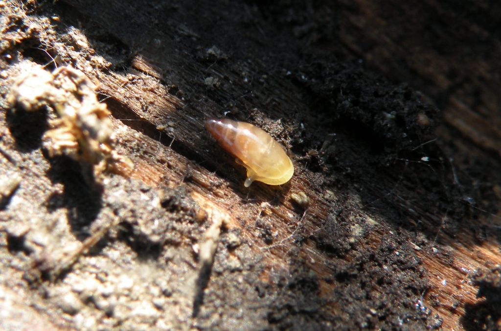 Piccola chiocciola dalle Valli di Novellara